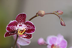 Biot Carte Blanche au Paysage 2008