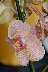 Biot Carte Blanche au Paysage 2008