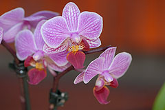 Biot Carte Blanche au Paysage 2008