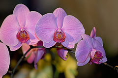 Biot Carte Blanche au Paysage 2008