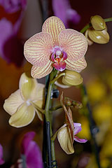 Biot Carte Blanche au Paysage 2008