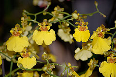 Biot Carte Blanche au Paysage 2008