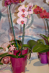 Biot Carte Blanche au Paysage 2008