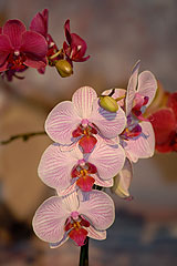 Biot Carte Blanche au Paysage 2008