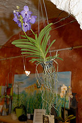 Biot Carte Blanche au Paysage 2008