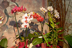 Biot Carte Blanche au Paysage 2008