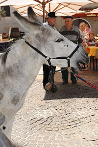 La fête des vendanges à Biot en 2009