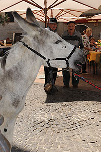 La fête des vendanges à Biot en 2009