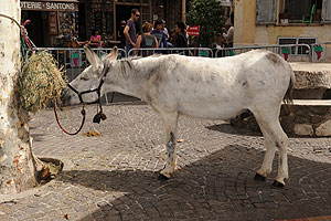 La fête des vendanges à Biot en 2009