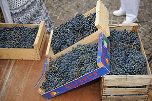 La fête des vendanges à Biot en 2009