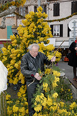 Fête du Mimosa à Biot en 2008