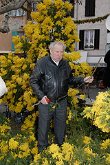 Fête du Mimosa à Biot en 2008