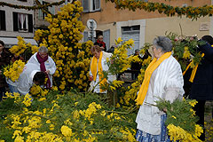 Fête du Mimosa à Biot en 2008