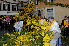 Fête du Mimosa à Biot en 2008
