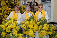 Fête du Mimosa à Biot en 2008