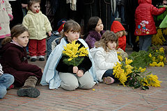 Fête du Mimosa à Biot en 2008