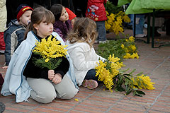 Fête du Mimosa à Biot en 2008