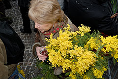 Fête du Mimosa à Biot en 2008