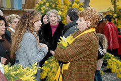 Fête du Mimosa à Biot en 2008