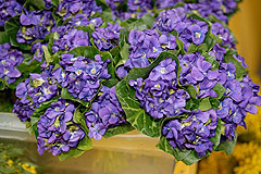 Fête du Mimosa à Biot en 2008