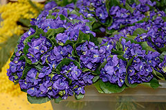 Fête du Mimosa à Biot en 2008