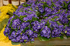 Fête du Mimosa à Biot en 2008