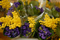 Fête du Mimosa à Biot en 2008