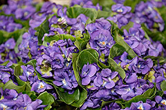 Fête du Mimosa à Biot en 2008