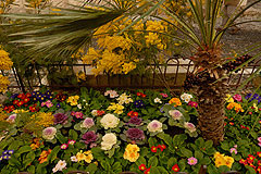 Fête du Mimosa à Biot en 2008