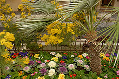 Fête du Mimosa à Biot en 2008