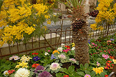 Fête du Mimosa à Biot en 2008