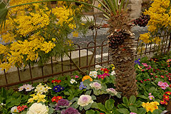 Fête du Mimosa à Biot en 2008