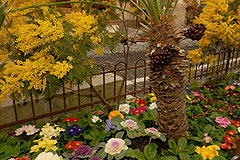 Fête du Mimosa à Biot en 2008