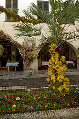 Fête du Mimosa à Biot en 2008