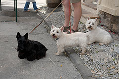 La fete du Pain à Biot Village en 2008