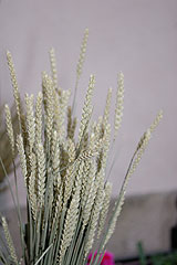 La fete du Pain à Biot Village en 2008