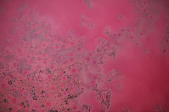 Exposition d’Adrian Schiess au musée national Fernand Léger