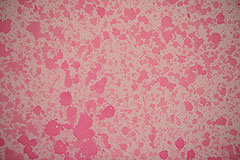 Exposition d’Adrian Schiess au musée national Fernand Léger