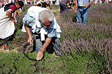 La 24ème Fête de la lavande de Sault en 2009