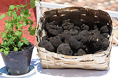 Gilbert Hugou: le fournisseur en truffes des plus grands chefs