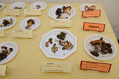 Association Botanique et Mycologique de la Siagne aux Etoiles de Mougins 2008