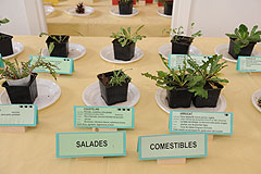 Association Botanique et Mycologique de la Siagne aux Etoiles de Mougins 2008