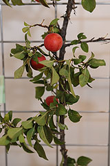 Association Botanique et Mycologique de la Siagne aux Etoiles de Mougins 2008