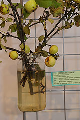 Association Botanique et Mycologique de la Siagne aux Etoiles de Mougins 2008