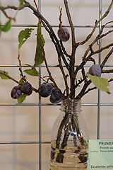 Association Botanique et Mycologique de la Siagne aux Etoiles de Mougins 2008