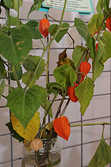 Association Botanique et Mycologique de la Siagne aux Etoiles de Mougins 2008