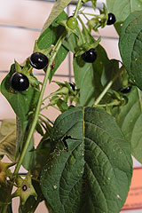 Association Botanique et Mycologique de la Siagne aux Etoiles de Mougins 2008