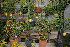 Fete du Citron de Menton 2008