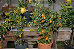 Fete du Citron de Menton 2008