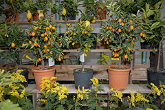 Fete du Citron de Menton 2008